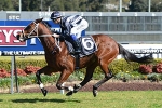 Stout Hearted to improve racing manners in Premier’s Cup