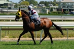 Gold In Dubai On The Hunt For Caloundra Cup Glory Gold In Dubai On The Hunt For Caloundra Cup Glory