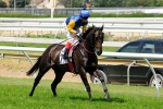 No Evidence Needed Withdrawn From Doomben 10,000 No Evidence Needed Withdrawn From Doomben 10,000