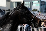 So You Think “Best Horse We’ve Ever Had” – O’Brien So You Think “Best Horse We’ve Ever Had” – O’Brien