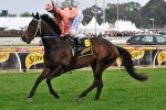 Lazy Days For Unbeatable Black Caviar Lazy Days For Unbeatable Black Caviar