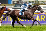 King Mufhasa hopes boosted with a good Rosehill track