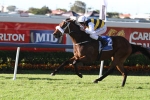Brambles out of Spring Carnival