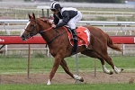 Browne to secure Magic Millions ride on Missy Longstocking
