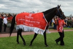 Shocking Retirement Of Melbourne Cup Winner Shocking Retirement Of Melbourne Cup Winner