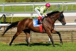 Cox Plate Candidate Littorio Retired Due To Injury Cox Plate Candidate Littorio Retired Due To Injury