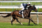 Melbourne Cup Nominee Vigor Retired From Racing Melbourne Cup Nominee Vigor Retired From Racing