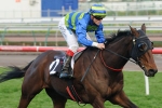 Tendon Injury Rules Moudre Out Of Melbourne Cup