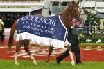 Star Witness Falls Short Of UK Dream In July Cup