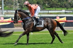 Black Caviar Posts Convincing Jump Out Win At Caulfield