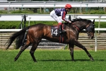 Tense Wait For Southern Speed In Caulfield Cup Tense Wait For Southern Speed In Caulfield Cup