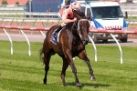 Black Caviar Readied For English Campaign