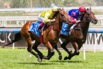 Francesco primed to win again in Ladbrokes.com.au Handicap