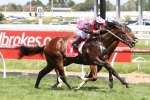 Flying Artie odds on to win first up in Blue Sapphire Stakes