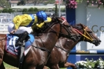 Fontiton Draws Inside Gate At Blue Diamond Stakes Barrier Draw