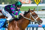 Winks and Our Voodoo Prince back together at Moonee Valley Winks and Our Voodoo Prince back together at Moonee Valley
