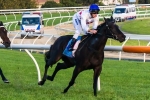 Clevadude Could Return at Moonee Valley Clevadude Could Return at Moonee Valley