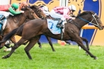 Light Spring For Kiss A Rose Despite Quezette Stakes Win Light Spring For Kiss A Rose Despite Quezette Stakes Win