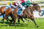 Samaready Primed For Moir Stakes