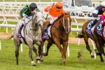 Gris Caro Headlines 2015 Darwin Cup Field Gris Caro Headlines 2015 Darwin Cup Field