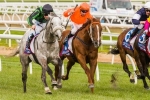 Gris Caro Headlines 2015 Darwin Cup Field