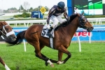 Mr O’Ceirin cleared to run in Caloundra Cup Mr O’Ceirin cleared to run in Caloundra Cup