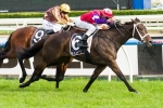 Stokes Confident Éclair Big Bang Will Run Out A Strong Mile In The Caulfield Guineas