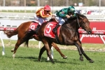 Sizzling track gallop the Catalyst for Alligator Blood winning C S Hayes Stakes