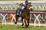 Newmarket is yardstick for Luckygray’s clash with Black Caviar