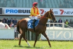 Of The Brave in demand for C&G Blue Diamond Prelude