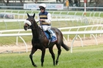 Renew In Great Condition Ahead Of Sandown Cup