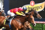 2016 Myer Classic Betting: Dixie Blossoms the market mover 2016 Myer Classic Betting: Dixie Blossoms the market mover