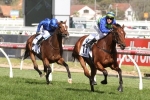 Scottish no certain Melbourne Cup runner Scottish no certain Melbourne Cup runner