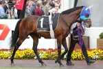 Melbourne Cup favourite Admire Rakti weighted to win Melbourne Cup favourite Admire Rakti weighted to win