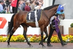 2014 Melbourne Cup Barrier Draw: Admire Rakti Draws Ideally