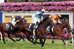 Rising Romance Can Bounce Back In 2015 Caulfield Cup