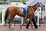 Junoob The Best Of Waller’s Melbourne Cup Horses