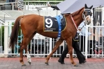 Junoob The Best Of Waller’s Melbourne Cup Horses Junoob The Best Of Waller’s Melbourne Cup Horses