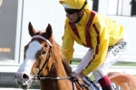 A fresh Miracles Of Life ready for Challenge Stakes A fresh Miracles Of Life ready for Challenge Stakes