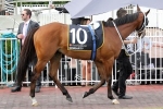 Moriarty On Top Of Kingston Town Classic Betting Moriarty On Top Of Kingston Town Classic Betting