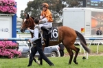 Hayes expects bold showing from Rising Romance in QEII Cup Hayes expects bold showing from Rising Romance in QEII Cup