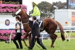 Melbourne Cup Betting Continues to Elude Seismos