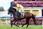 2014 Melbourne Cup Odds: Admire Rakti To Start Favourite