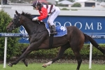 Brave Ali To Be Suited In Ipswich Cup Brave Ali To Be Suited In Ipswich Cup