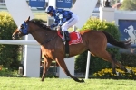 Buffering Wins Winterbottom Stakes By Narrowest Of Margins