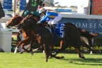 Winning Rupert remains the favourite for Magic Millions 3yo Guineas