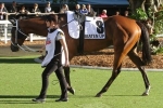 Beaten Up 2013 Spring Racing Carnival Campaign In Doubt