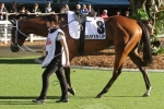 No Melbourne Cup For Beaten Up No Melbourne Cup For Beaten Up