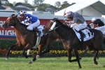 German Import To Target Cox Plate German Import To Target Cox Plate