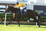 Bohemian Lily preparing for the Caulfield Cup in the Spring Bohemian Lily preparing for the Caulfield Cup in the Spring